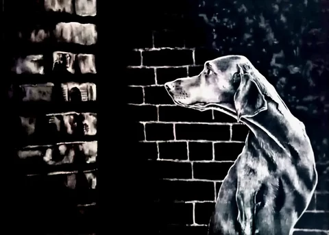 A dog looking toward light through a broken brick wall