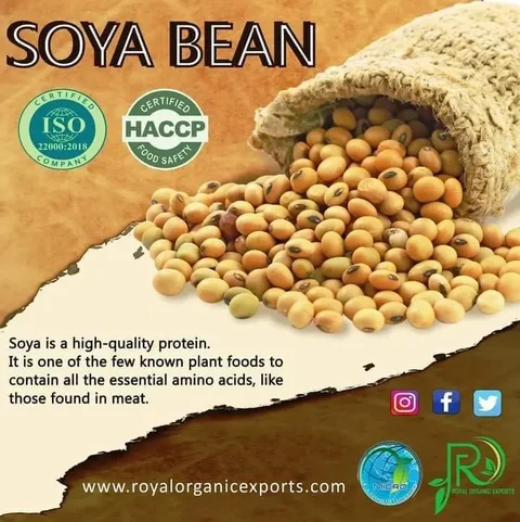 Soya bean information artwork for Royal Organic Exports